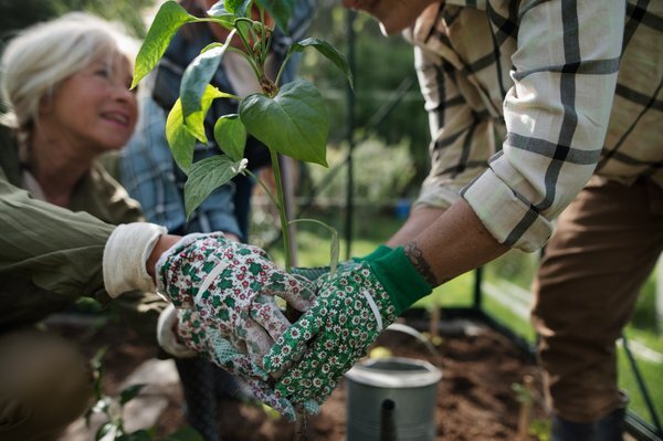senior-communities-volunteers-planting-tree-community-garden